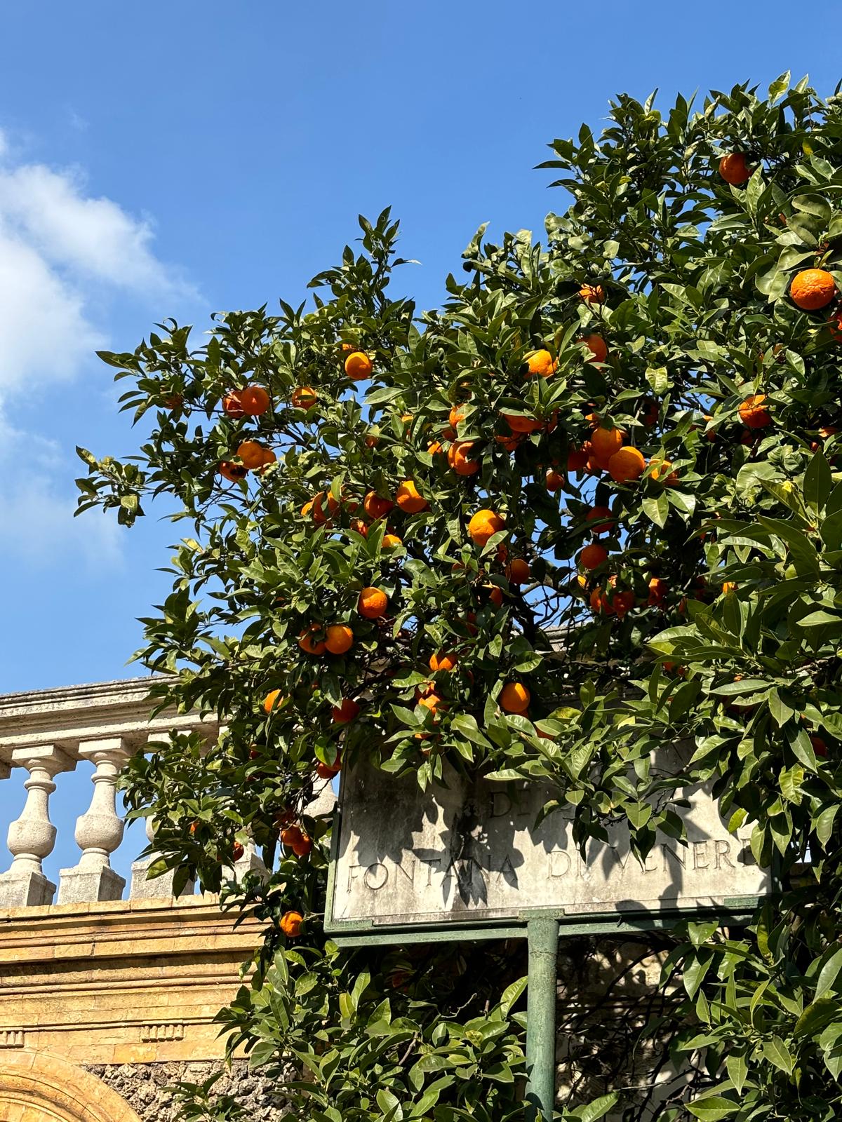 Rome Study Abroad